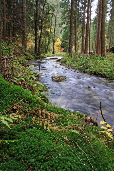 Ein wilder Fluß im Hochsauerland.jpg